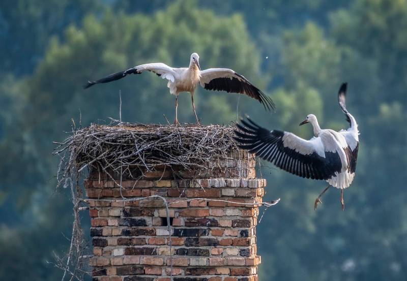 Expert Chimney Animal Removal in White Settlement, TX Professional Chimney Animal Removal Services in White Settlement, Texas